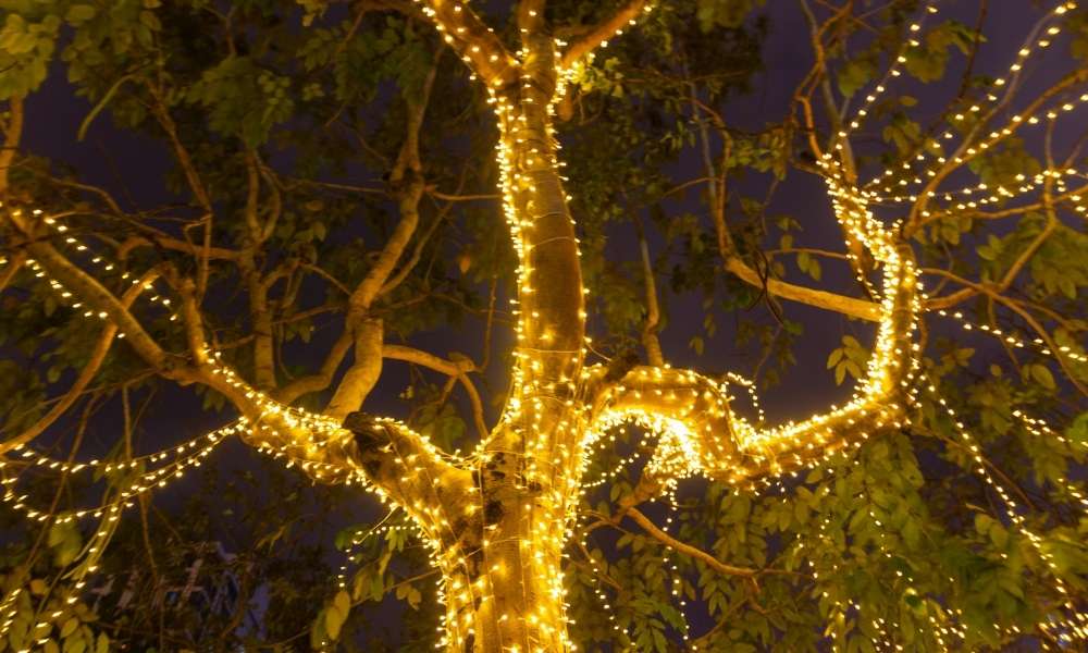 How to decorate outdoor trees with lights