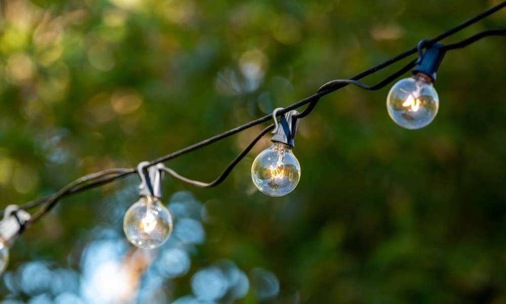 outdoor plants with light