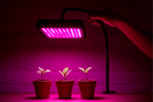 Test the Light To Hang A Grow Light From The Ceiling
