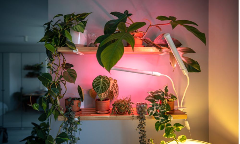 Are Grow Lights Bad For Humans