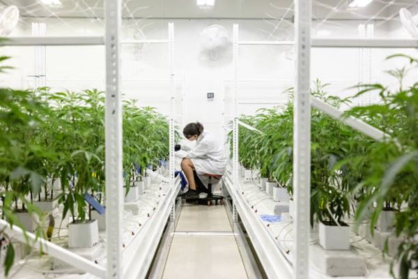 Are LED Grow Lights Harmful to Humans?