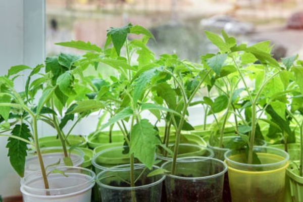 Best Conditions for Starting Seeds Without Grow Lights