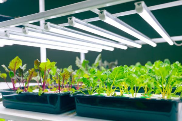 Best Practices for Safe Use of Grow Lights Indoors