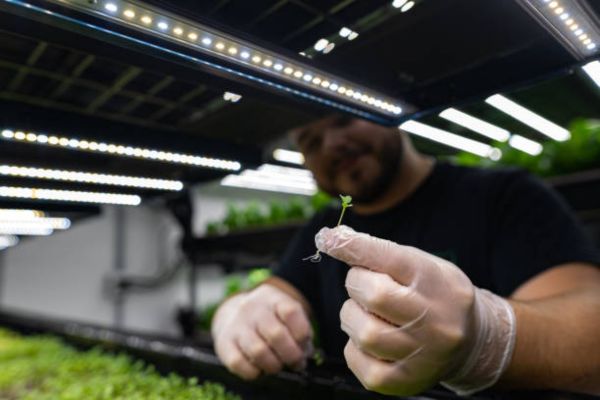 Bonus Tips for Long-Term LED Grow Light Maintenance