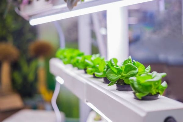 Can Grow Lights Cause Cancer?