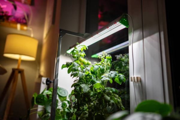Choosing the Right Grow Light for Your Space