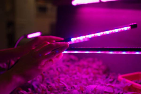 Cleaning the Glass Cover of LED Grow Lights
