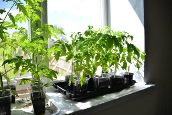 Do I Really Need a Grow Light to Start Seeds Indoors?