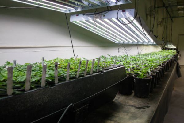Factors That Affect Grow Light Distance