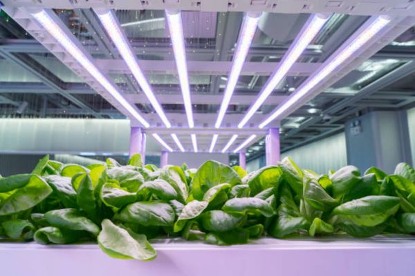 How Far From Plants Should A Grow Light Be Grow Light Distance Chart (LED & Others)