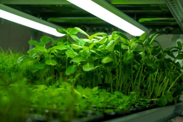 How High Should Grow Lights Be Above Seedlings