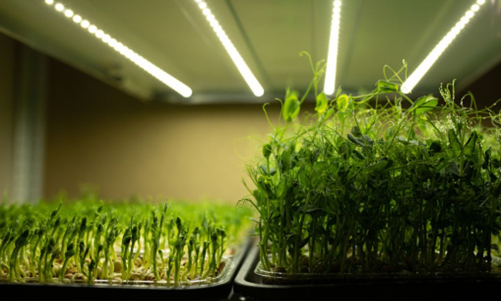 How High Should Grow Lights Be Above Seedlings​