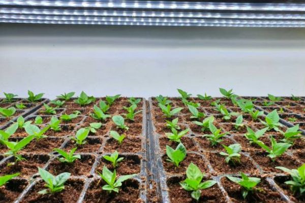 How Long Should Grow Lights Be On for Seedlings