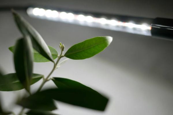 How Long to Keep Grow Lights On for Indoor Plants