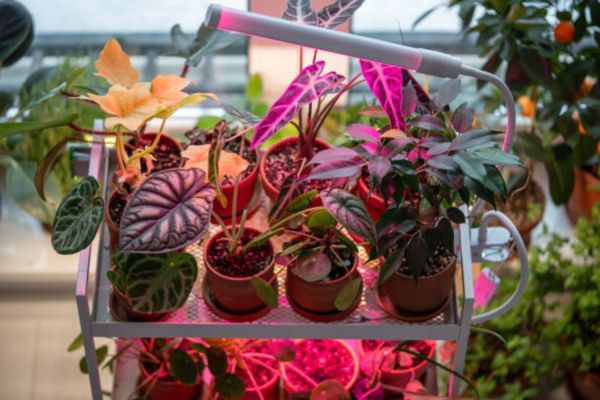 How Many Lumens Do Plants Really Need?