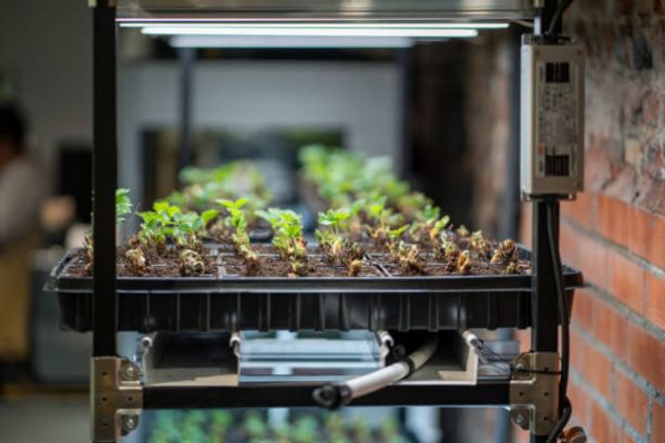 How Many Lumens Do You Need for a Small Indoor Setup?