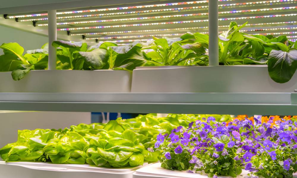 How To Clean Led Grow Lights