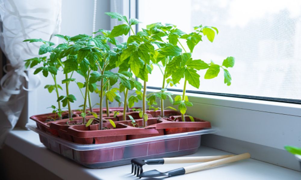 How To Start Seeds Indoors Without Grow Lights