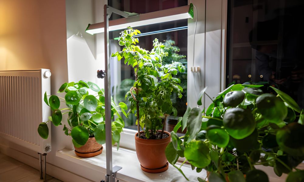 How To Use Grow Lights For Indoor Plants