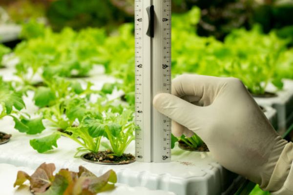 How to Measure & Adjust Grow Light Distance
