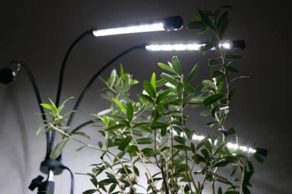 How to Set Up Grow Lights at Home