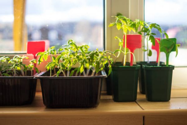 How to Start Plants from Seeds Indoors (Without Lights)