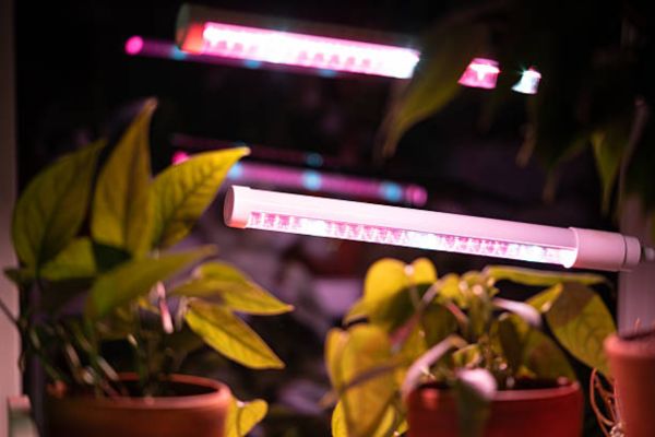 How Far From Plants Should A Grow Light Be My Best Tips for Healthy Indoor Plant Growth