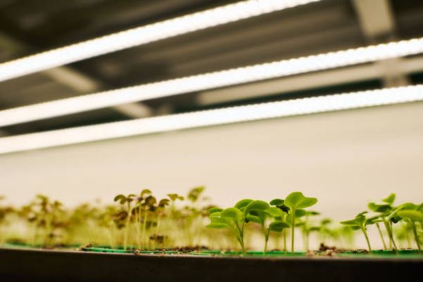 Pro Tips for Stronger Seedlings