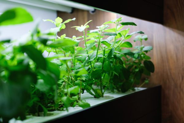 Pro Tips from My Experience – Getting the Most from Your Grow Light