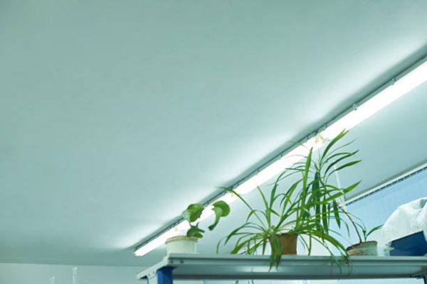 Special Note – How Many Hours of Grow Light for Succulents?