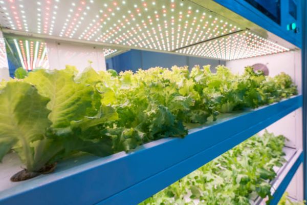 Step-by-Step – How To Clean LED Grow Lights