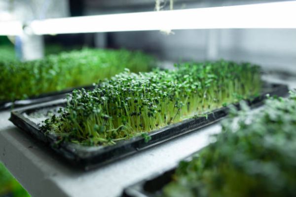 The Right Time – When to Remove Seedlings from Grow Lights