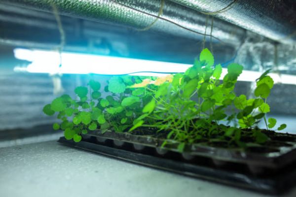 What Color Grow Light Is Best for Seedlings?