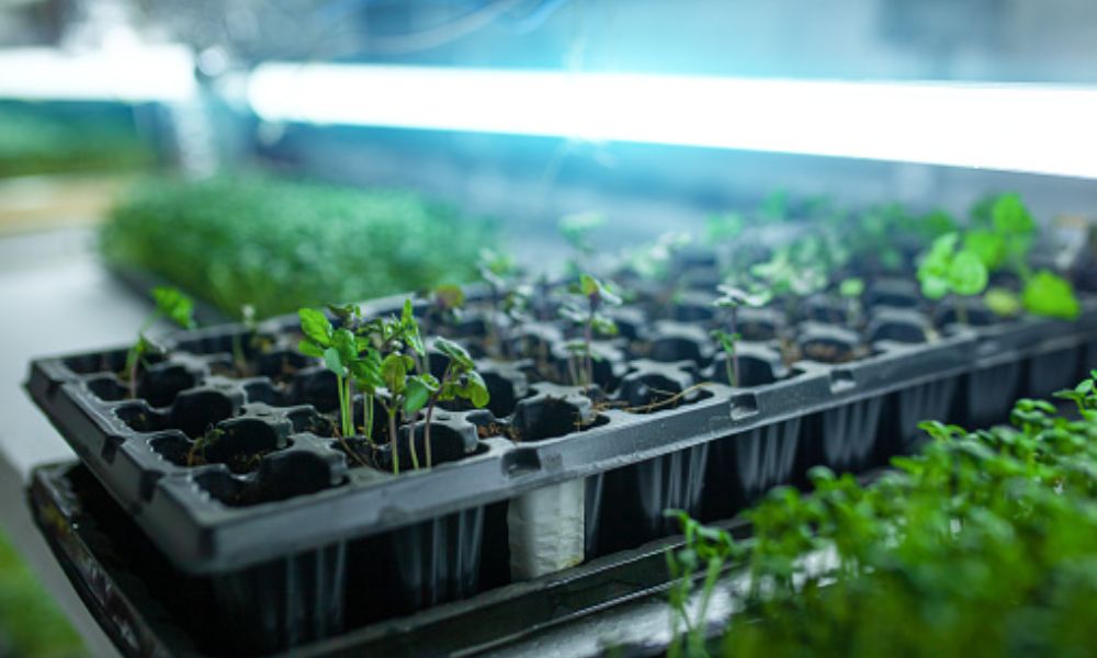 When To Remove Seedlings From Grow Lights​
