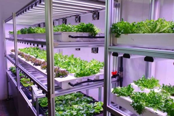 Why Cleaning LED Grow Lights Matters