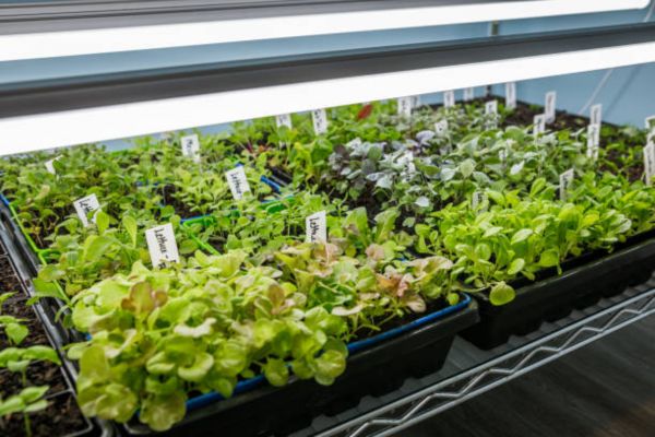 Why Grow Light Distance Matters