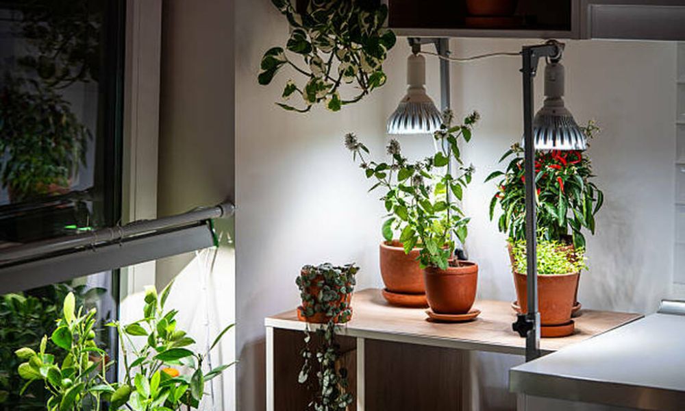 Can Plants Grow With Regular Light Bulbs