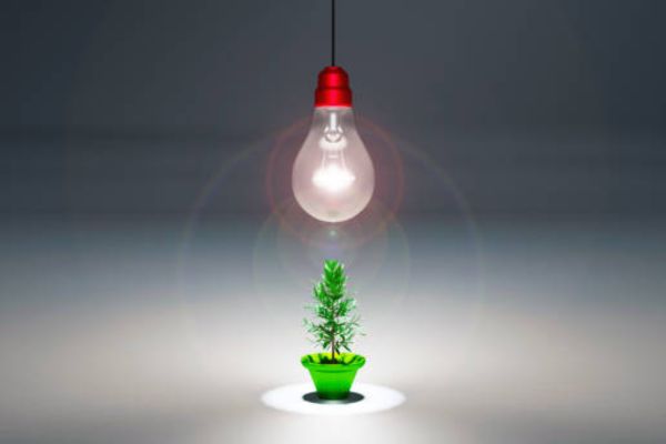 Can a Regular Light Bulb Help Plants Grow?