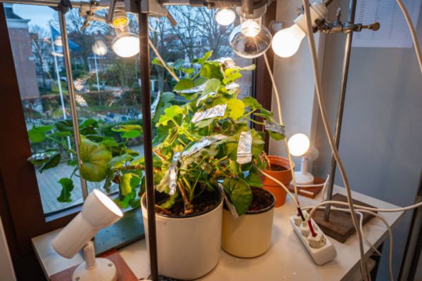 Do LED Lights Help Plants Grow? (Related Keyword Answer)
