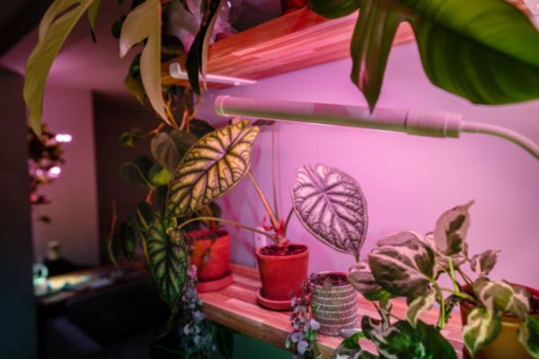 Ideal Light Hours for Different Types of Indoor Plants