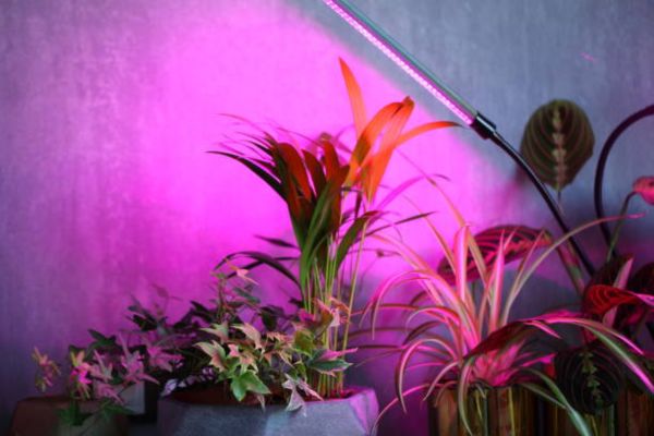 Why Light Duration Matters for Indoor Plant Growth