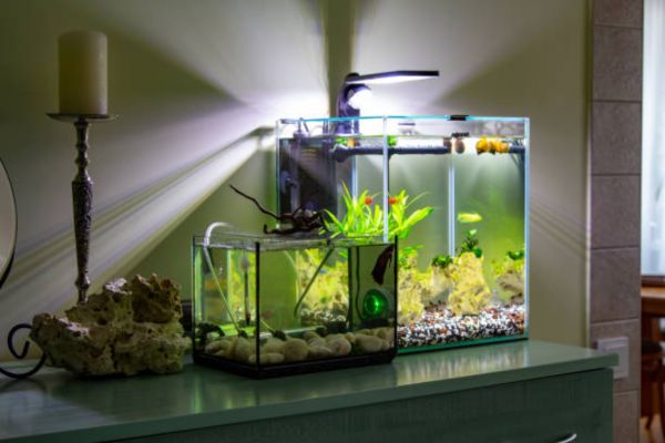 Common Mistakes to Avoid When Hanging Aquarium Lights