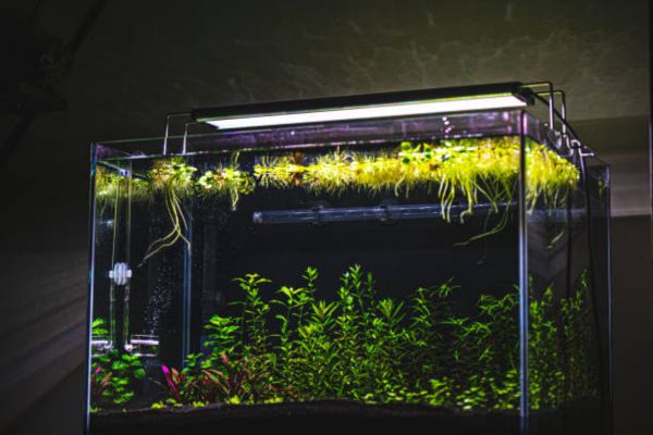 Why Proper Hanging Height Matters for Planted Tanks